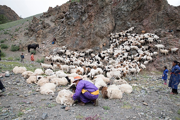 전가족이 동원돼 양털깎는 모습. 도망가는 양을 막기위해 아이들이 산등성이 쪽에서 지키고 어른들은 아래에서 양들을 잡아 사지를 묶어놓고 양털을 깎고 있었다