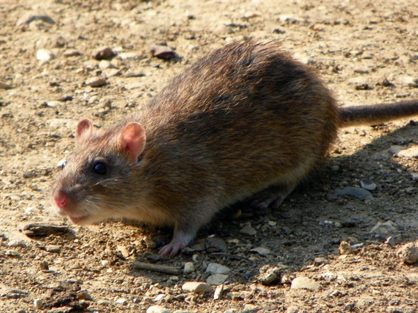 집쥐. 생쥐보다 덩치가 훨씬 크고, 꼬리의 길이가 몸의 길이 보다 조금 작은 편이며 꼬리에는 털이 없다. 