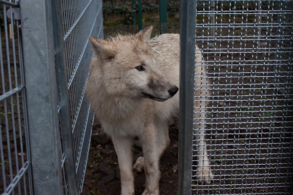 사진 속 늑대는 개와 늑대의 먹이 사냥 습성을 알아보기 위해 독일 연구팀이 동원한 늑대 가운데 한 마리. 