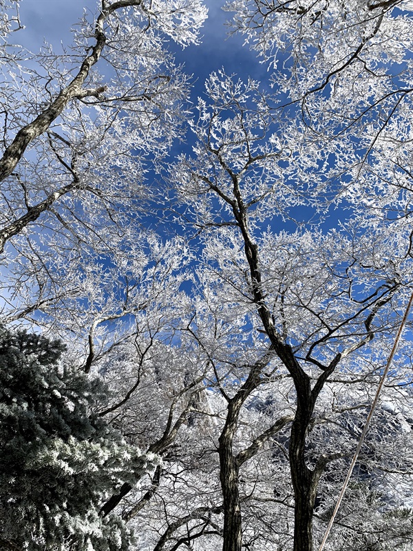 무사히 하산했습니다.  겨울의 나무에는 반짝이는 눈꽃이 피어난다는 거, 아세요? 머리 위로 파란 하늘과 이제는 모습을 드러낸 영실기암이 놀라운 풍경입니다. 