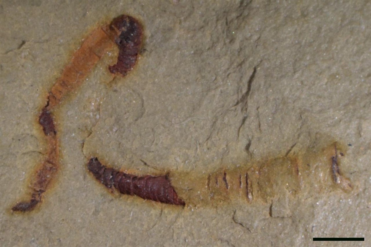 미국 네바다 지역에서 수년 전 발견된 화석. 최근 분석을 통해 원시 동물의 내장으로 밝혀졌다.