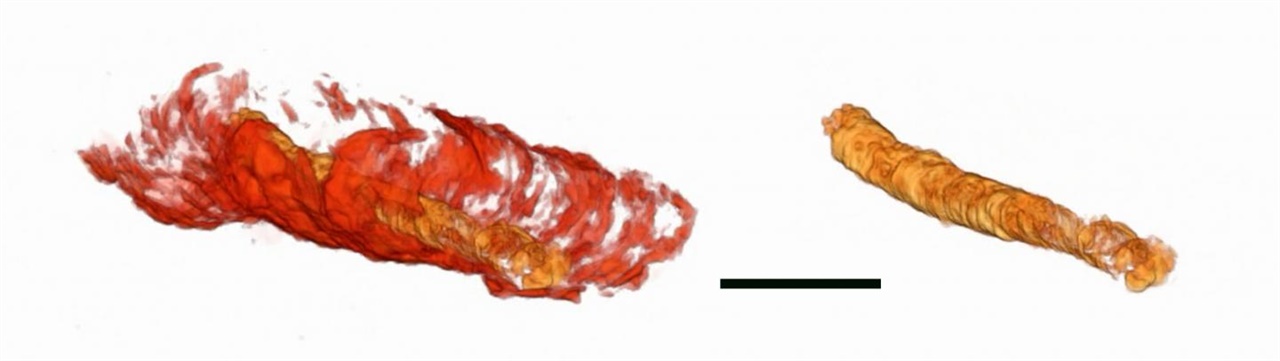 컴퓨터 단층촬영 등을 통해 복원한 원시 동물의 몸체 일부와 몸체 속 내장의 3차원 모습. (왼쪽). 오른쪽 사진은 내장. 