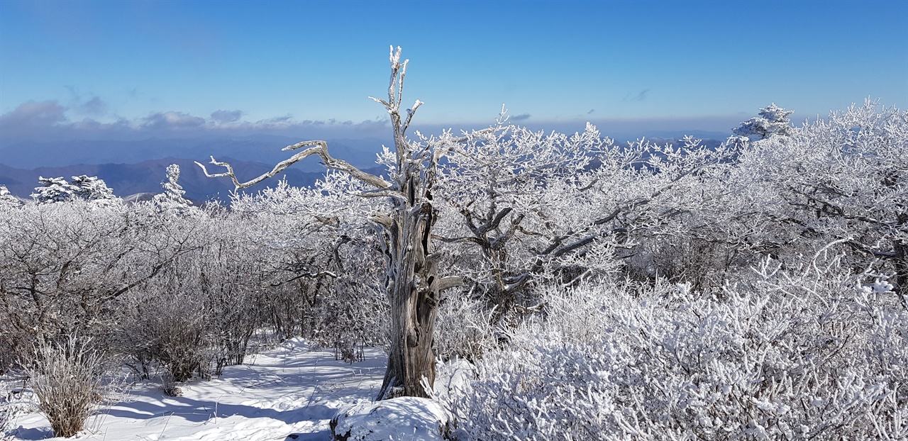 고사목   아름다운 풍경이 사람들의 걸음을 멈추게 한다.