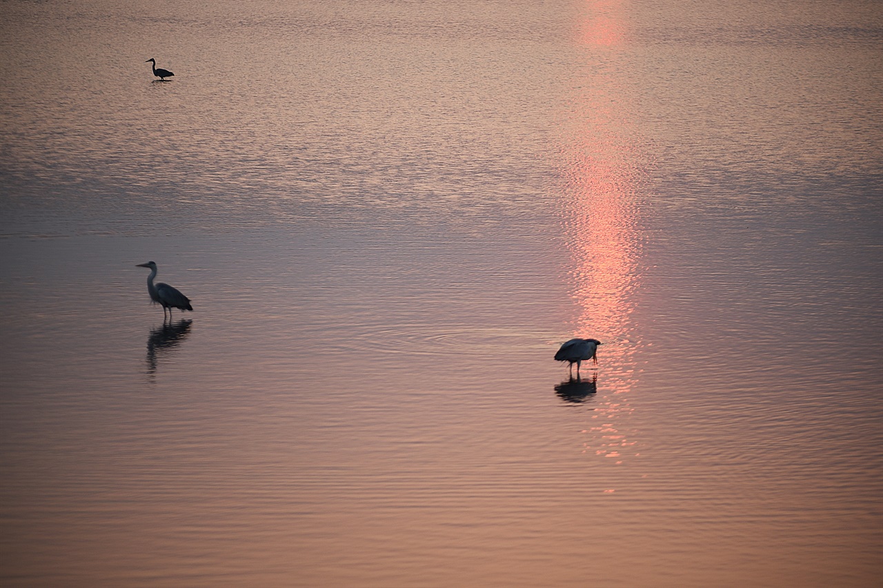 일몰시에 철새들의 실루엣이 호수에 아늑한 풍경을 더한다. 