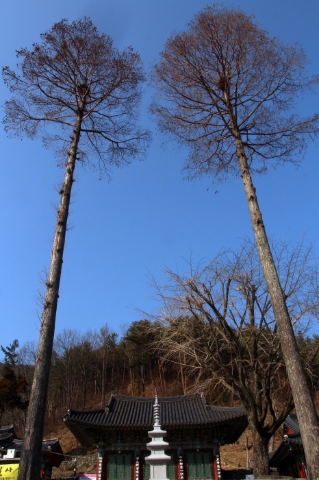 진주 집현산 응석사 경내에 있는 커다란 두 그루의 나무는 마치 일주문 같고 불법 수호신인 사천왕 같이 웅장하다.