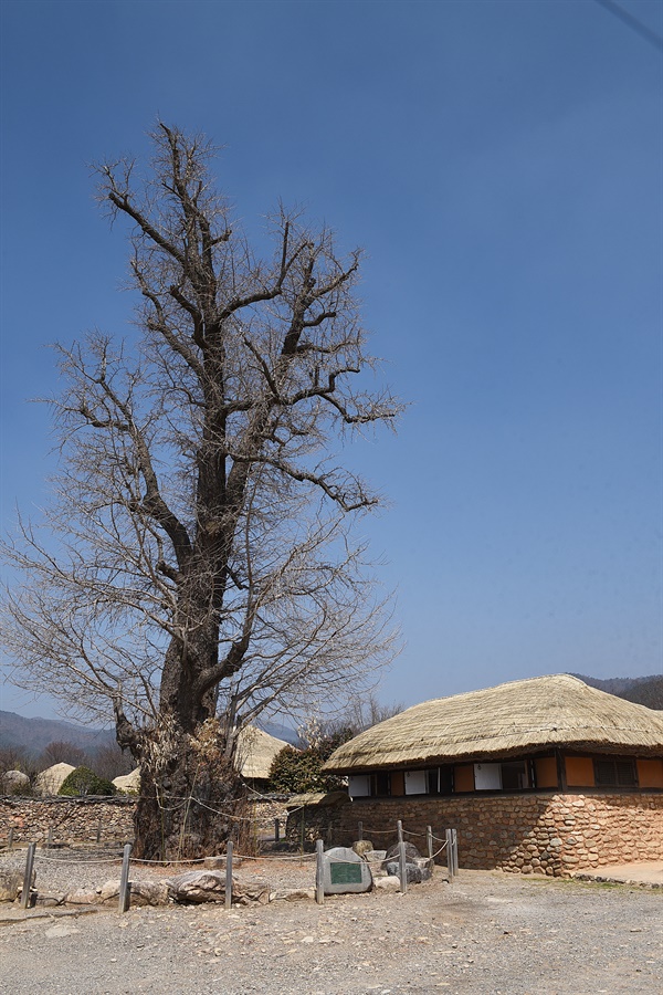 마을 중심부의 은행나무는 마을에서 가장 오래된 나무로, 수령 600년을 헤아린다. 초가집들과 어울린 모습이 아름답다. 