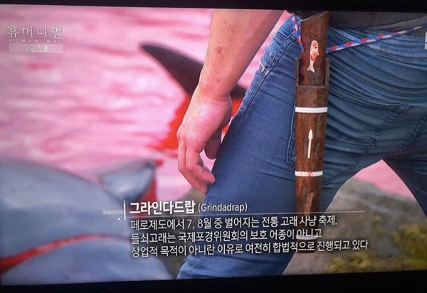 페로제도의 전통 고래사냥