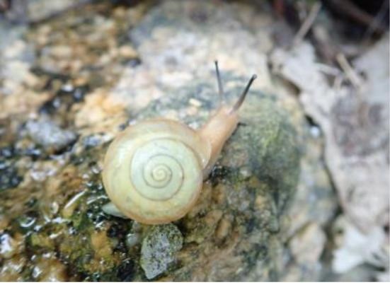 신규서식지에서 발견된 참달팽이