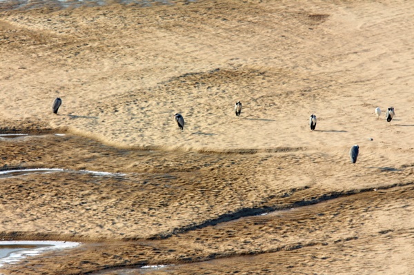 의령으로 들어가는 입구 남강 모래밭에서 한가로이 햇살 샤워 중인 새들의 모습이 평화롭다.
