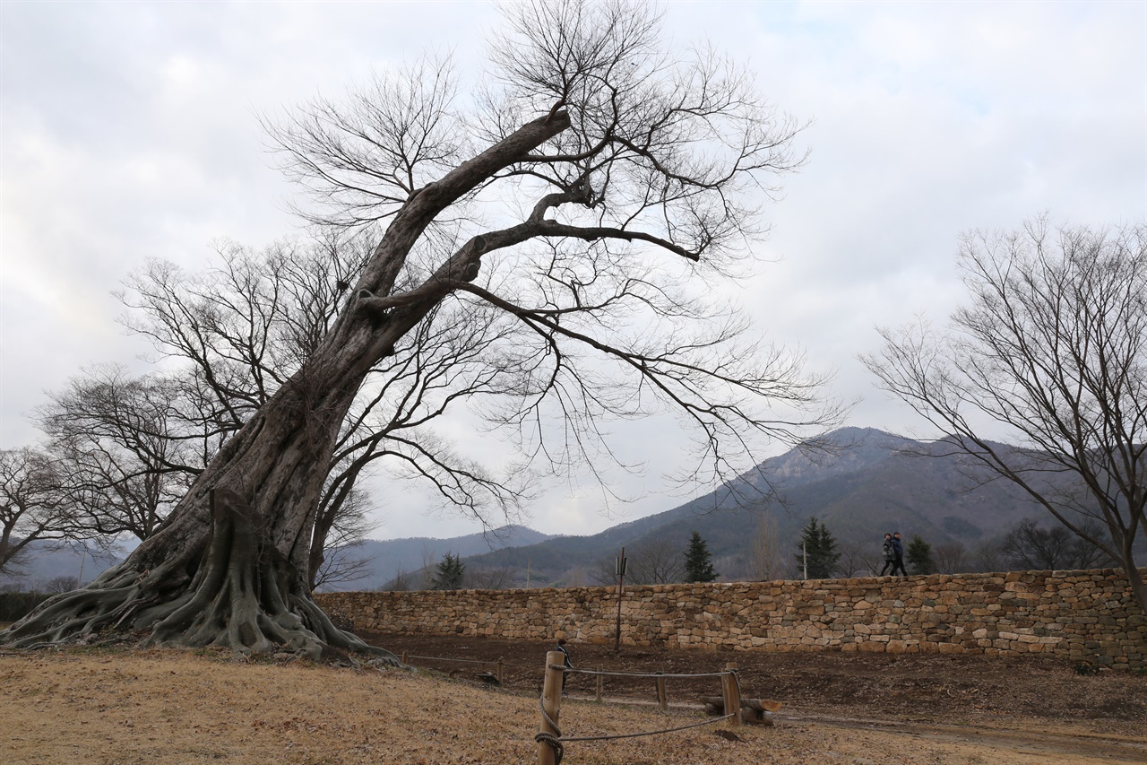 낙안읍성에 있는 수령 500년 된 푸조나무. 이순신 장군이 직접 심었다고 전해진다.