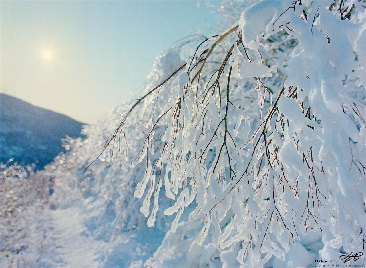 얼음 샹들리에 (645N/Portra400)바람이 불면 나뭇가지에서 샹들리에의 크리스탈 장식이 부딪히는 소리가 났다.