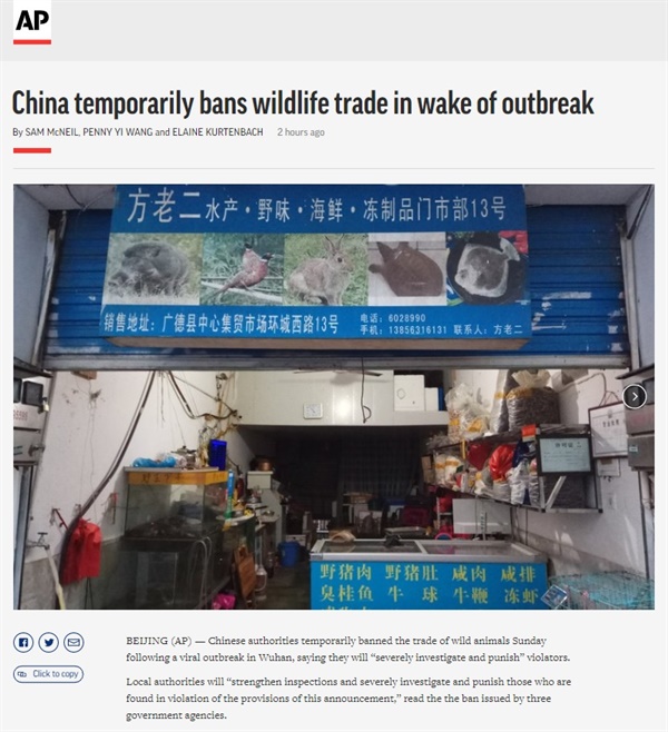 중국 정부의 야생동물 거래 금지 공고를 보도하는 AP통신 갈무리.