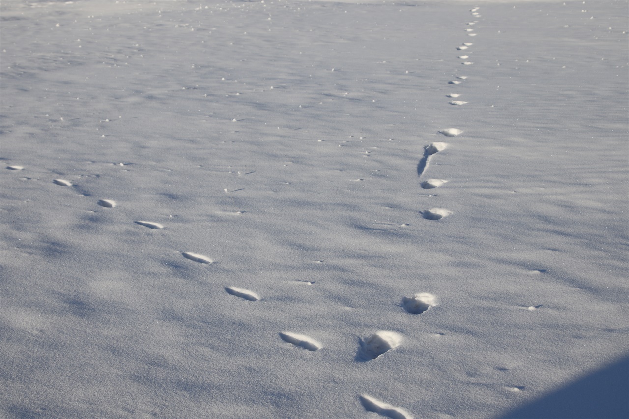 얼어붙은 차강노르 호수위를 달리던 푸르공 운전사 바인졸이 갑자기 차를 세우며 눈밭에 난 발자국을 설명해줬다. "어제밤에 지나간 발자국 같은데 왼쪽 것은 여우 발자국이고 오른쪽 것은 늑대 발자국이에요"