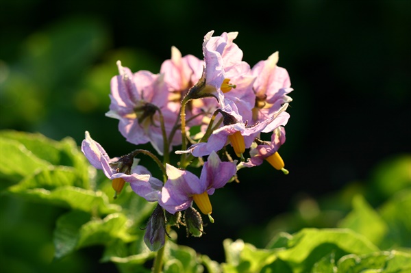 마리 앙투아네트가 가장 사랑한 꽃이 감자꽃이었다니?