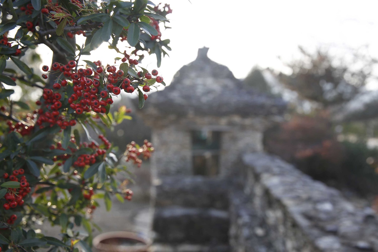 순천돌탑공원 담장에 감탕나무과의 빨간 열매가 어우러져 아름다움을 더해주고 있다.