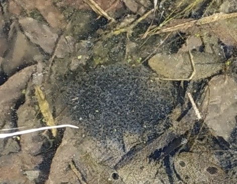 대전충남녹색연합 야생동물위원회가 지난 1월 21일 대전 월평공원에서 관측한 북방산개구리의 산란 사진.