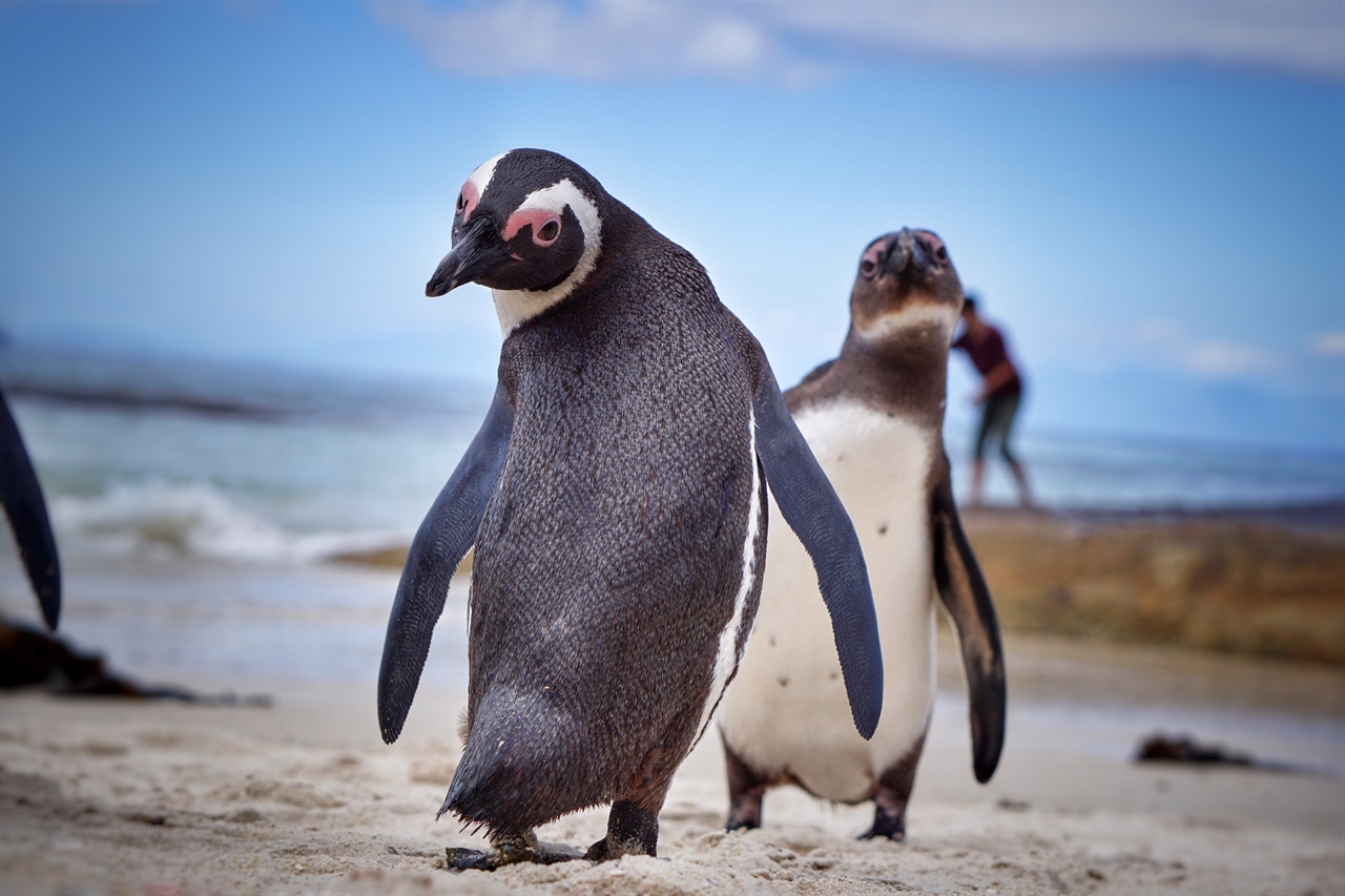  케이프타운 남쪽 보더스비치 Boulders Beach 에 사는 아프리카 펭귄. 멸종 위기에 처해 있다.