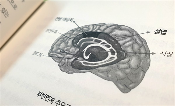 "섬엽으로 인해 우리는 몸의 내적 감각을 지각하고, 아픔이나 불편을 느끼고, 이러한 감각에 기초하여 자신의 감정을 느끼고 반응할 수 있다". 문요한 작가의 '이제 몸을 챙깁니다' 중에.