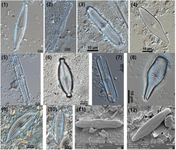 미기록 돌말류 (1) 피눌라리아 엑시도비온타(Pinnularia acidobionta) (2) 피눌라리아 디스파(Pinnularia dispar) (3) 칼로네이스 슈마니아나(Caloneis schumanniana) (4) 곰포네마 리퍼티(Gomphonema lippertii) (5) 피눌라리아 플라티세팔라(Pinnularia platycephala) (6) 코스미오네이스 하와이엔시스(Cosmioneis hawaiiensis) (7) 셀라포라 람다 변종 니포니카(Sellaphora lambda var. nipponica) (8) 곰포네마 라티콜럼(Gomphonema laticolum) (9) 심보플루라 오피칼라타(Cymbopleura opicalata) (10) 네이디움 크라스케이(Neidium krasskei) (11) 칼로네이스 림모사(Caloneis limosa) (12) 스타우로네이스 슈도쉬만스키(Stauroneis pseudoschimanskii)