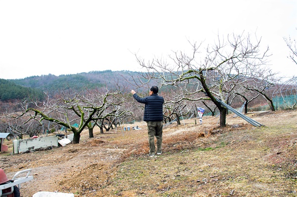 의성으로 귀촌한 지 9년, 친구가 자신의 복숭아 꽃눈을 살피고 있다.