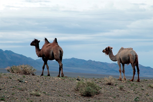 몽골사막을 여행하다 보면 낙타들이 멋진모습으로 서있는 모습을 볼 수 있다. 