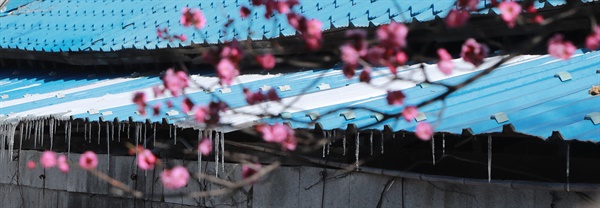  18일 오전 경남 함양군 함양읍 한 주택가의 홍매화와 고드름.