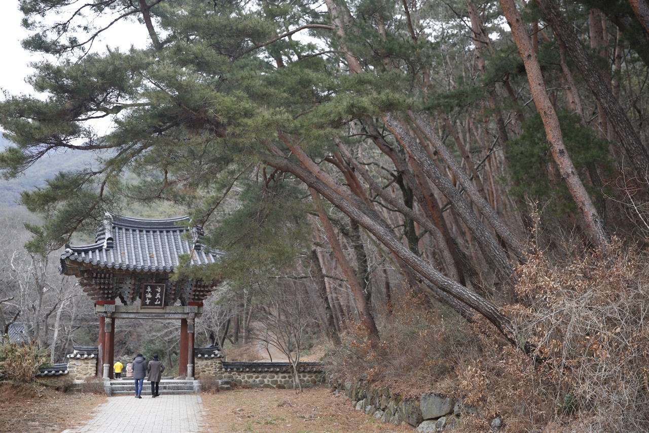  지리산 천은사 일주문과 어우러진 소나무. 소나무는 단순한 나무라기보다 우리와 함께 해온 '한국인의 나무'다.