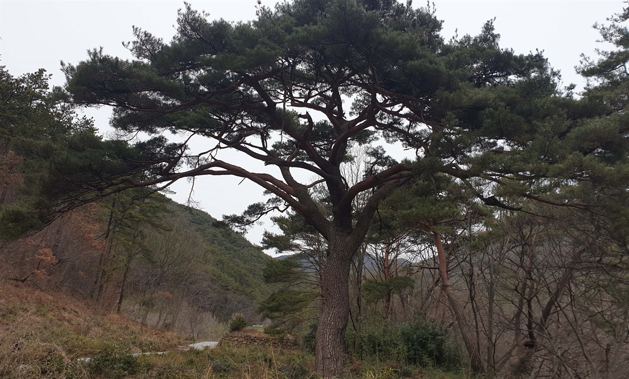  천은사 숲에서 만나는 300살 된 소나무. 예부터 소원을 들어주는 나무로 알려져 있다.