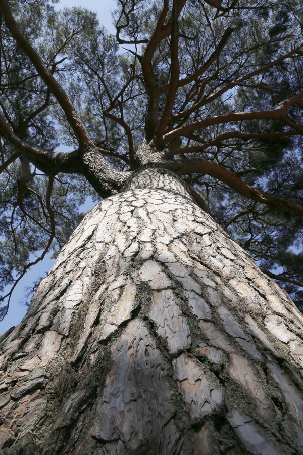  300살 된 소나무. 나무의 키가 10m를 웃돌고, 가슴 높이 둘레가 1m를 넘는다. 주변 풍광까지 돋보이게 해주는 풍치목이다.