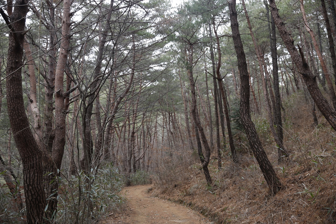  천은사 소나무 숲길. 요즘 보기 드문 소나무로 숲을 이루고 있다. 참 귀한 소나무 숲이고, 숲길이다.