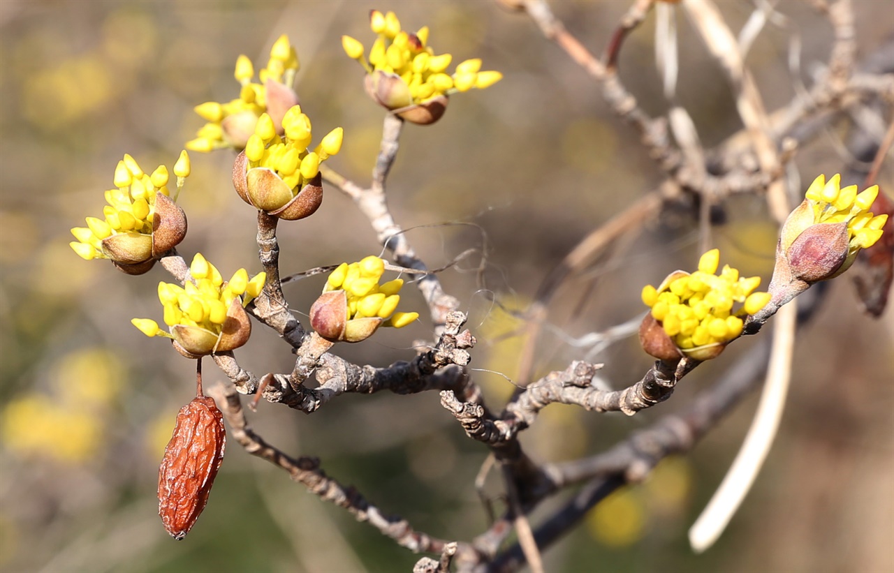  지리산 자락에서 꽃망울을 터뜨리고 있는 산수유꽃. 지난해 가을에 맺힌 열매와 어우러져 두 세대가 함께 살고 있다.