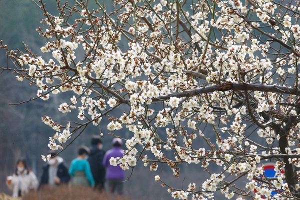  낮 기온이 크게 오른 26일 대구시 수성구 수성못 주변에 매화가 활짝 피어 있다. 매화 너머로 신종 코로나바이러스 감염증(코로나19)을 우려한 시민들이 마스크를 착용하고 산책하고 있다. 