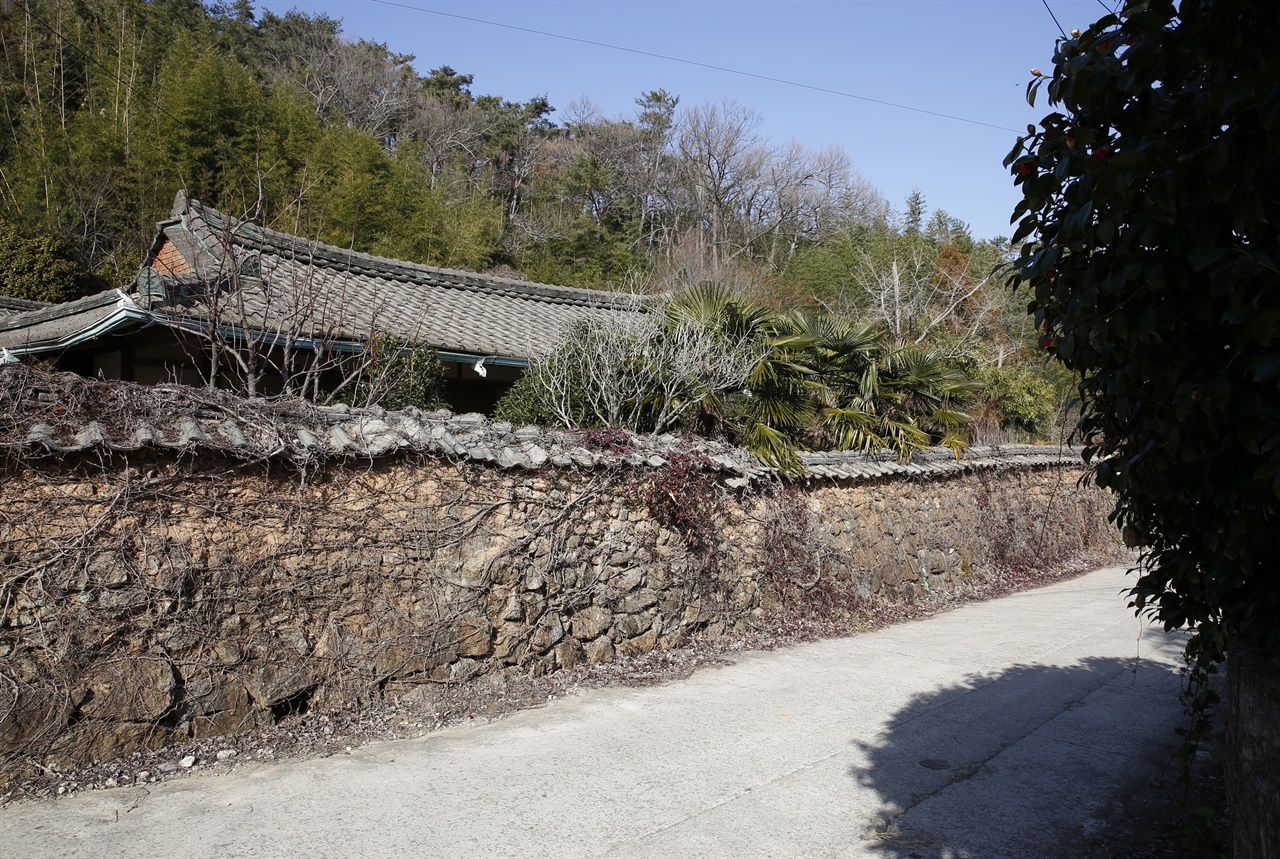 보성 영천마을의 한낮 골목. 동백나무와 어우러진 흙돌담이 전형적인 시골마을 풍경을 선사한다.