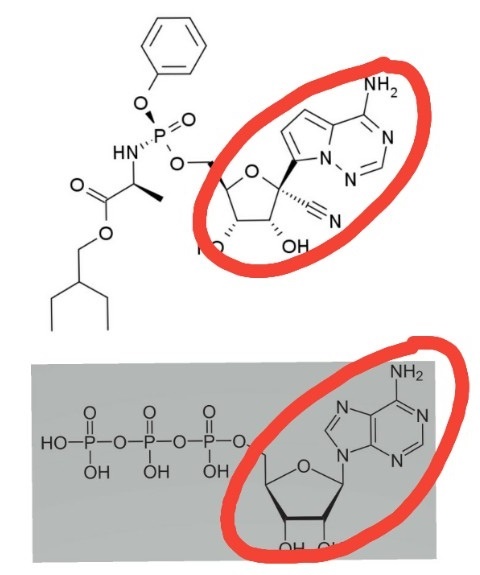 렘데시비르의 화학구조식(위쪽)과 RNA염기 서열의 원료 가운데 하나인 ATP라는 물질의 화학구조식(아래). 빨간 줄로 표시된 부분이 서로 흡사한 탓에, ATP대신 렘베시비르가 코로나바이러스의 증식 과정에 끼어들 수 있다.