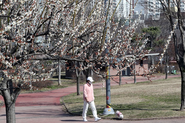 8일 광주 서구 쌍촌동 5·18기념공원에서 마스크 쓰고 산책하는 시민 주위에 벚꽃이 피어 있다.