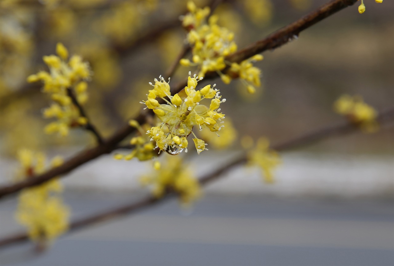 지리산 자락을 샛노랗게 물들이고 있는 산수유꽃에 봄비가 내리고 있다. 지난 3월 7일이다.