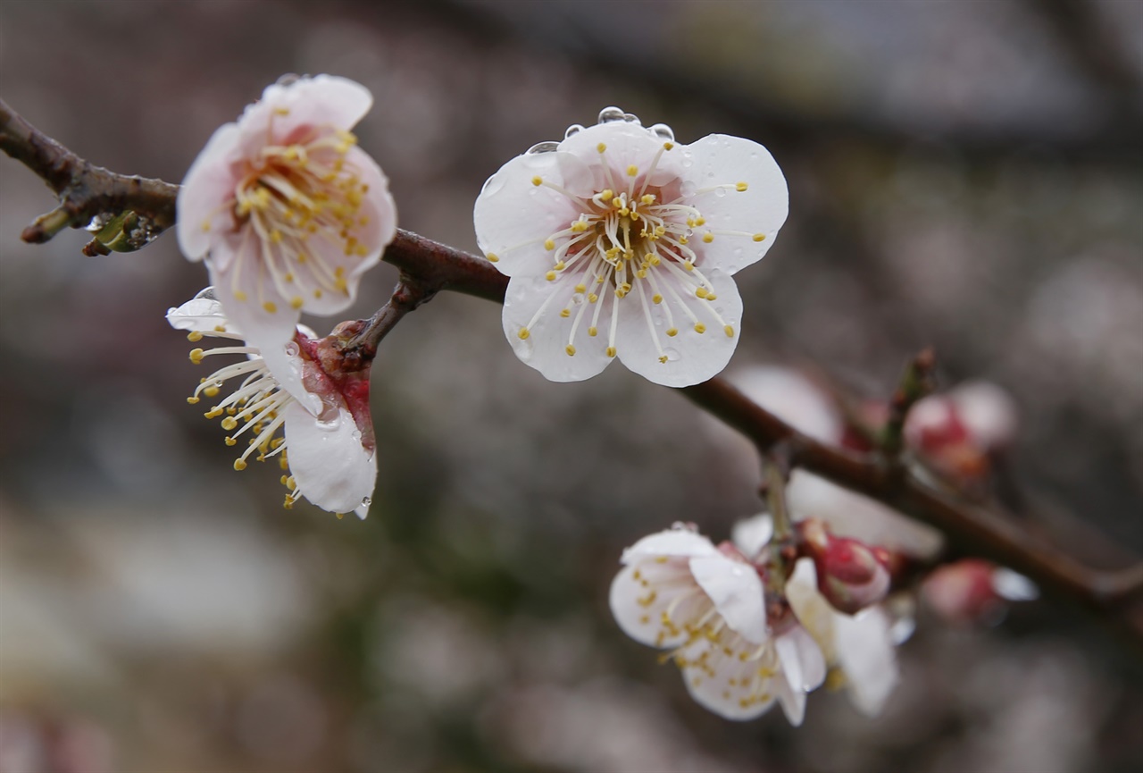  상업적이지 않은 소박한 계월마을의 매화. 봄비가 내린 지난 3월 7일 오후 풍경이다.
