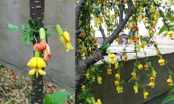 무량수전 배흘림기둥으로 유명한 영주 부석사에는 특별한 나무가 자란다. 부석사를 창건한 의상대사의 영정을 봉안한 조사당 처마 밑에 자라는 선비화가 그것. 의상대사가 꽂은 지팡이가 싹 터 자랐다는 그 나무는 골담초이다. 사진은 경기도 고양시 한 주택에서 찍은 것이다. 