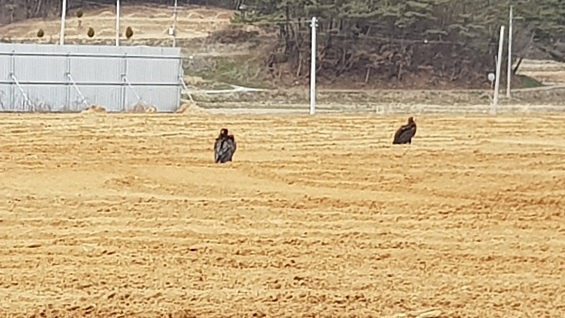 홍성호 주변의 밭아 앉아 있는 독수리들 