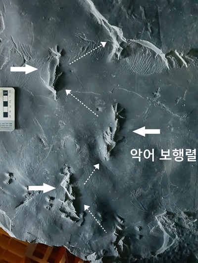 진주혁신도시의 백악기 악어 보행렬 화석과 뜀걸음형 포유류 발자국 화석(하단).