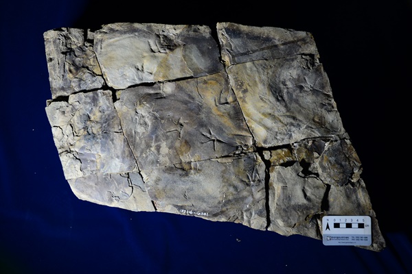 진주혁신도시에서 발견된 악어 발자국 화석 표본.