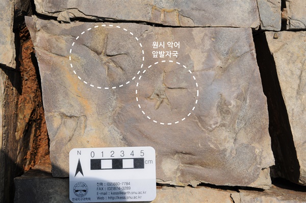 진주혁신도시에서 발견된 백악기 악어 발자국 화석 표본