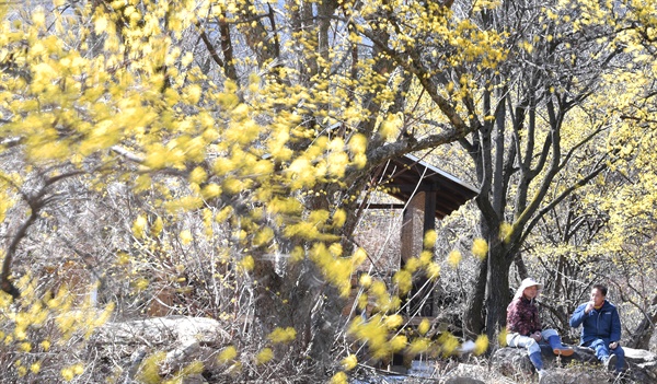 거창 거창읍 동변리의 산수유나무.