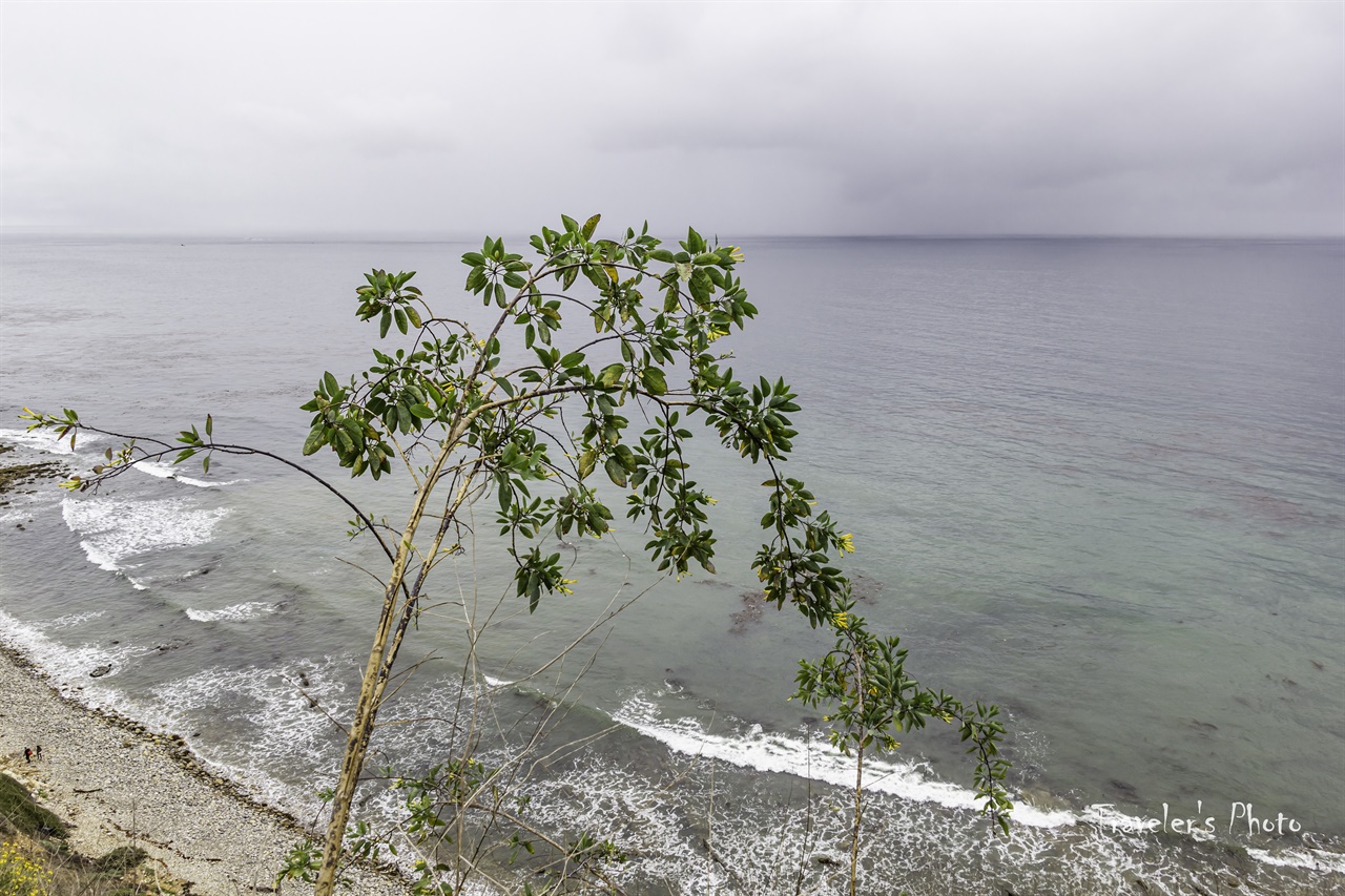 태평양 연안에 간간히 보이는 담배나무, 담배 꽃도 의외로 예쁘다.