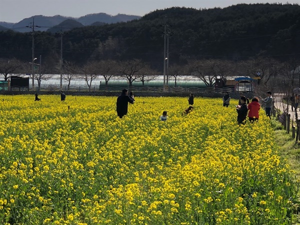 맹방 유채꽃 축제가 전격 취소된 가운데 평일임에도 불구하고 많은 상춘객들이 유채꽃밭을 찾아 봄을 즐기고 있다.