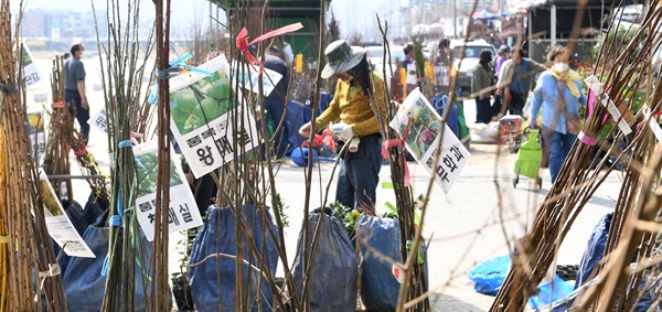 3월 21알 거창읍 위천천 강변둔치의 묘목시장.