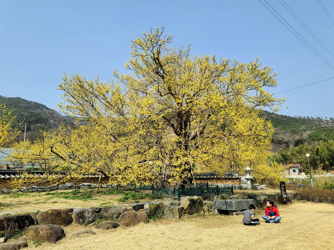 우리나라에서 가장 오래된 산수유시목