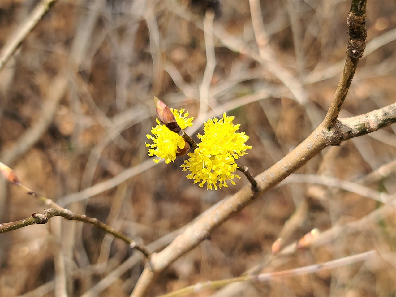 숲길에 핀 노란 생강나무꽃