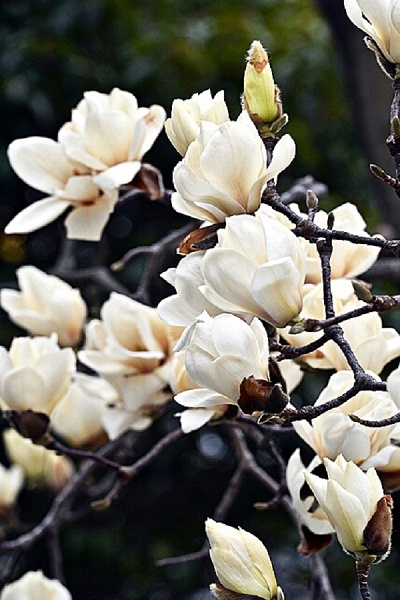 봄을 대표하는 봄꽃의 귀족, 목련(木蓮). 이른 봄 하얗게 피는 꽃이 마치 ‘나무에서 피는 연(蓮)’ 같다고 해서 붙여진 이름이다
