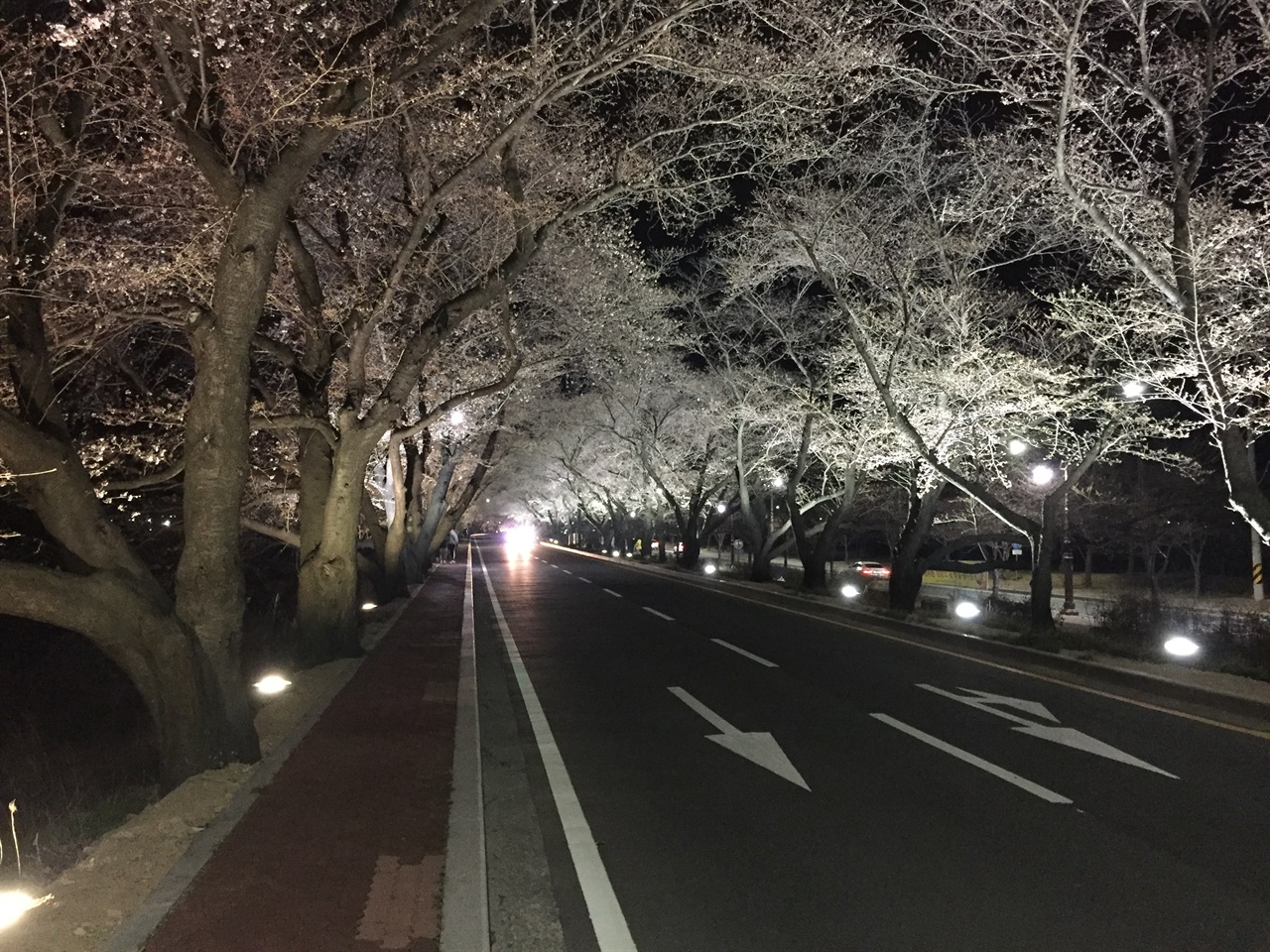 경주 흥무로 벚꽃길 야간경관조명 모습
